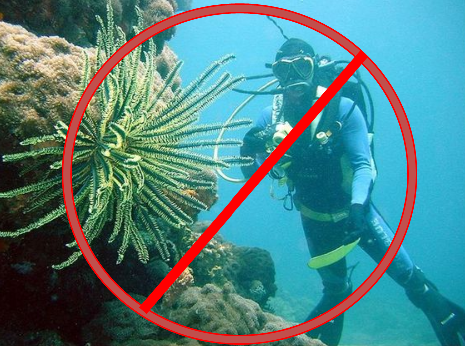 Fotografi subacquei inesperti provocano gravi danni all'ambiente